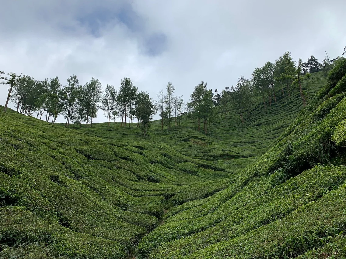 Munnar-kerala