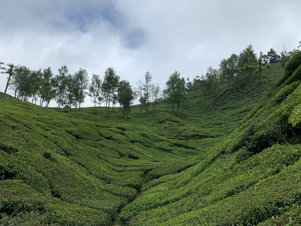 Munnar-kerala